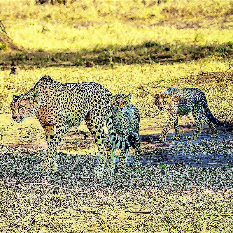 Glimpses of cheetahs