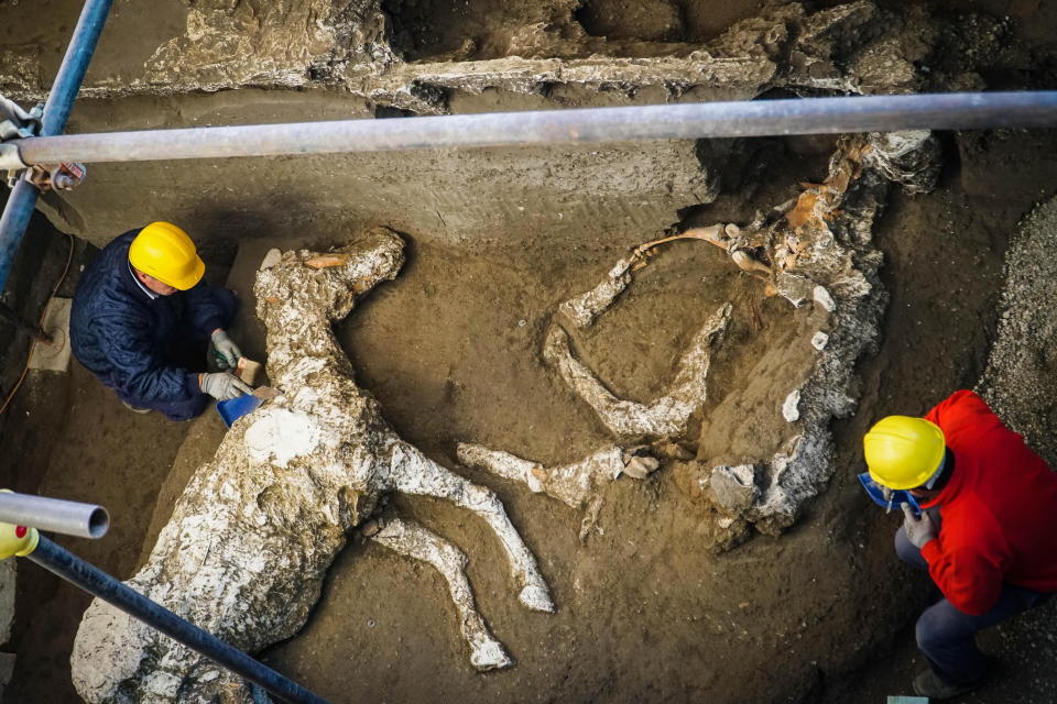 Pompeii archaeologists have unearthed the petrified remains of a harnessed horse and saddle in the stable of an ancient villa.