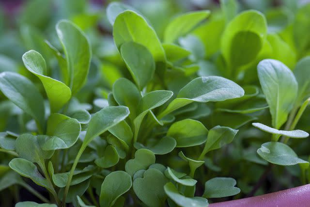 <p>Ali Majdfar / Getty Images</p> Watercress