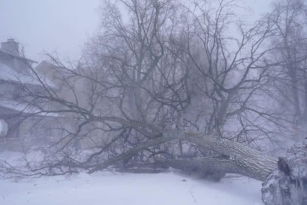 A giant tree lays across the intersection of West Delavan Avenue and Bidwell Parkway in Buffalo, New York on Saturday.