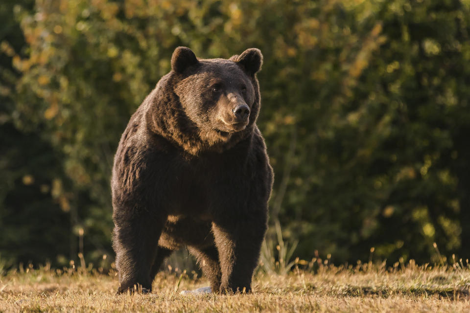 In this Oct. 2019 handout photo provided by NGO Agent Green, Arthur, a 17 year-old bear, is seen in the Covasna county, Romania. Romanian police will investigate a case involving Emanuel von und zu Liechtenstein, an Austrian prince who is reported to have "wrongly" killed the massive male bear in a trophy hunt on a visit to the country's Carpathian Mountains in March, 2021. (Agent Green via AP)