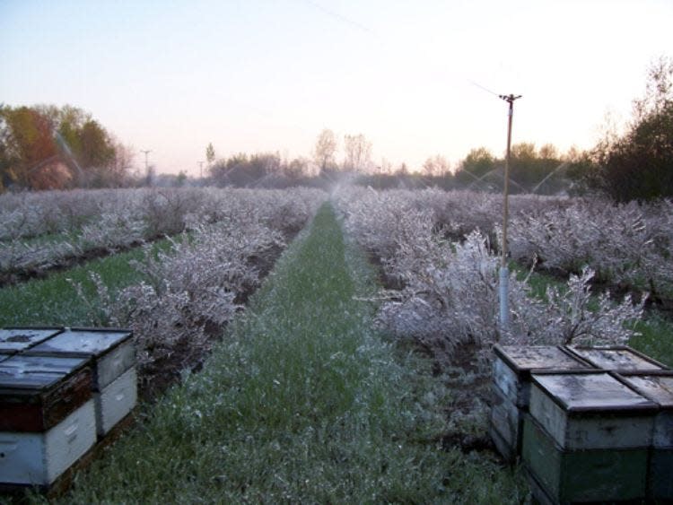 Overhead sprinklers are often used to protect blueberries from freezes at bloom time.