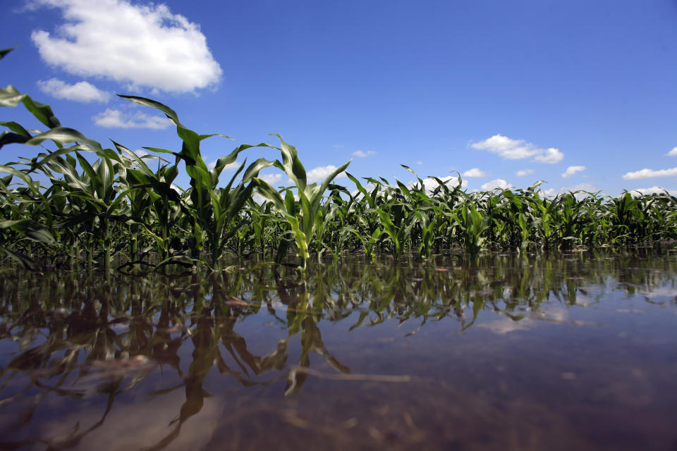 Scientists say flooded corn fields pose a major risk to food supplies as climate change worsens.  (Photo: ERIC THAYER/Reuters)