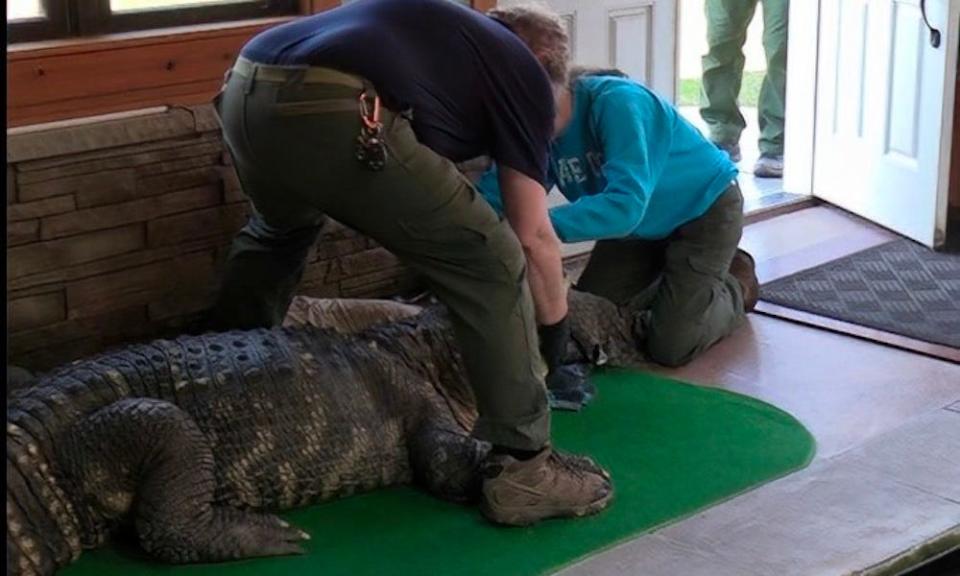 Environmental conservation police officers seized the 750-pound, 11-foot-long alligator from a home about 90 minutes west of Rochester.