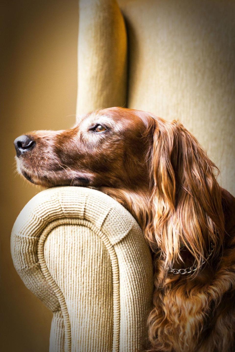 <p>A 10-year-old Irish Setter rests on an armchair. (Adriana Bernal/PA Wire)</p>