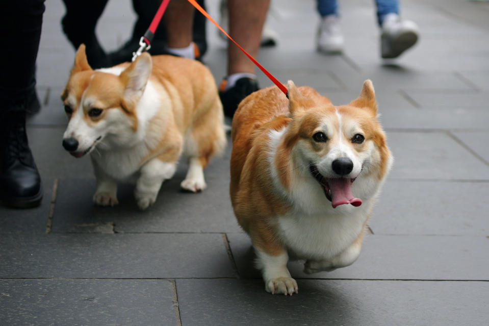 People walk corgis along the Royal Mile, before the arrival of the hearse carrying the coffin of Queen Elizabeth II, in Edinburgh, Sunday, Sept. 11, 2022. Queen Elizabeth II’s flag-draped coffin is passing through the rugged Scottish countryside on a final journey from her beloved summer estate Balmoral Castle to London. (Peter Byrne/PA via AP)