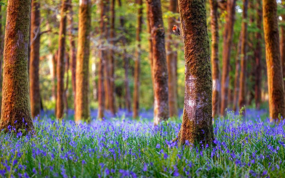 bluebells - Getty