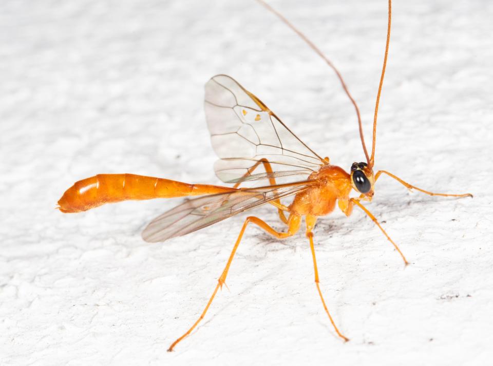 This tiny ichneumon wasp (Enicospilus purgatus) is nocturnal, as are most of its quarry, caterpillars.