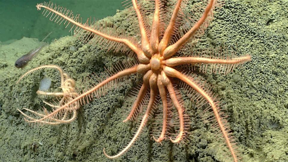 In this photo provided by NOAA Ocean Exploration, a brisingid sea star taken from the Okeanos Explorer off the coast of Alaska on July 19, 2023, while exploring the mounds and craters of the sea floor along the Aleutian Islands. The ship, a reconfigured former U.S. Navy vessel run by civilians and members of the NOAA Corps, is specially outfitted with technology and tools needed to access deep into the ocean, and to share that data with the public and on-shore researchers in real-time. (NOAA Ocean Exploration via AP)