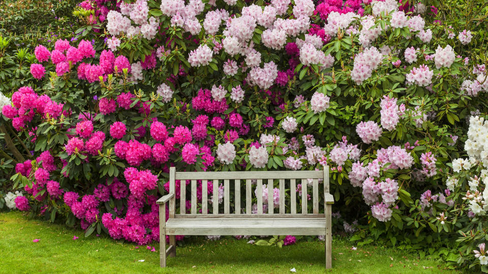 Rhododendron behind bench