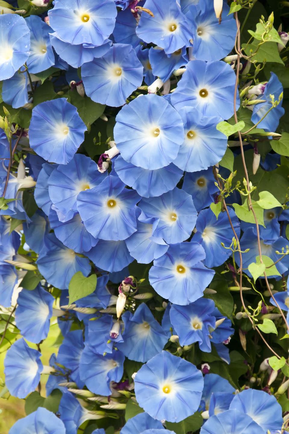 flower meanings, blue morning glory 