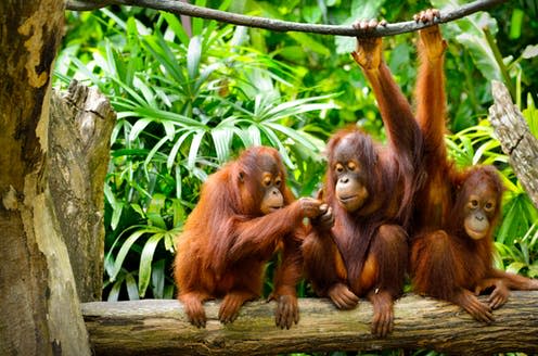<span class="caption">Orangutans are highly intelligent, curious creatures.</span> <span class="attribution"><a class="link " href="https://www.shutterstock.com/download/confirm/198517940?size=huge_jpg&src=lb-59856941&sort=newestFirst&offset=4" rel="nofollow noopener" target="_blank" data-ylk="slk:Shutterstock;elm:context_link;itc:0;sec:content-canvas">Shutterstock</a></span>