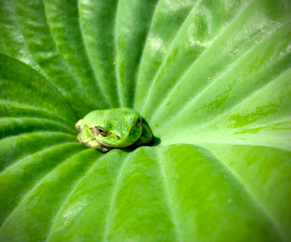 frog sat in giant hosta plant