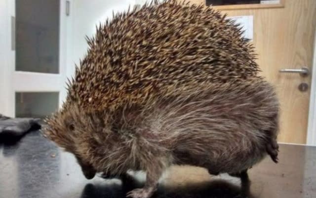 Hedgehog with balloon syndrome