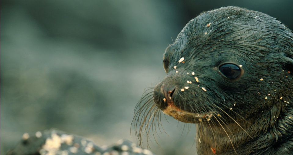 Sea lion pup in 'Lion of the Sea'