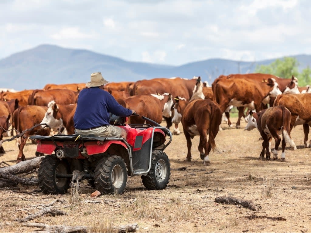 The UK-Australia trade deal could mean an influx of meat from animals reared with lower welfare standards, conservation groups have warned (Getty)