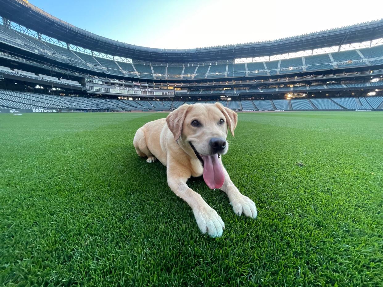 Seattle Mariners Adopt Dog