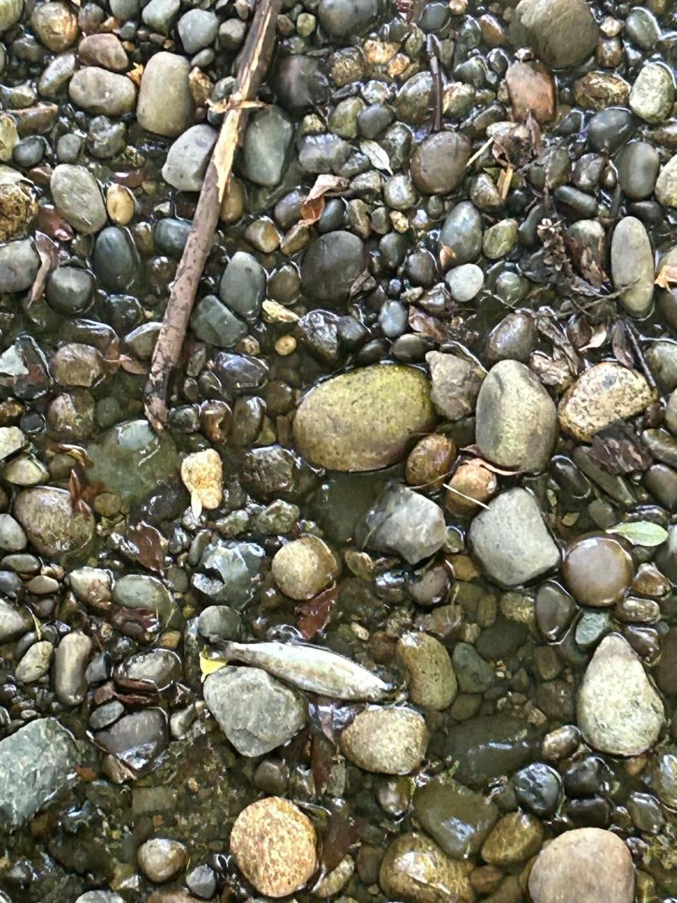 A cropped photo showing a dead fish at Stoney Creek after the spill of firefighting foam. 