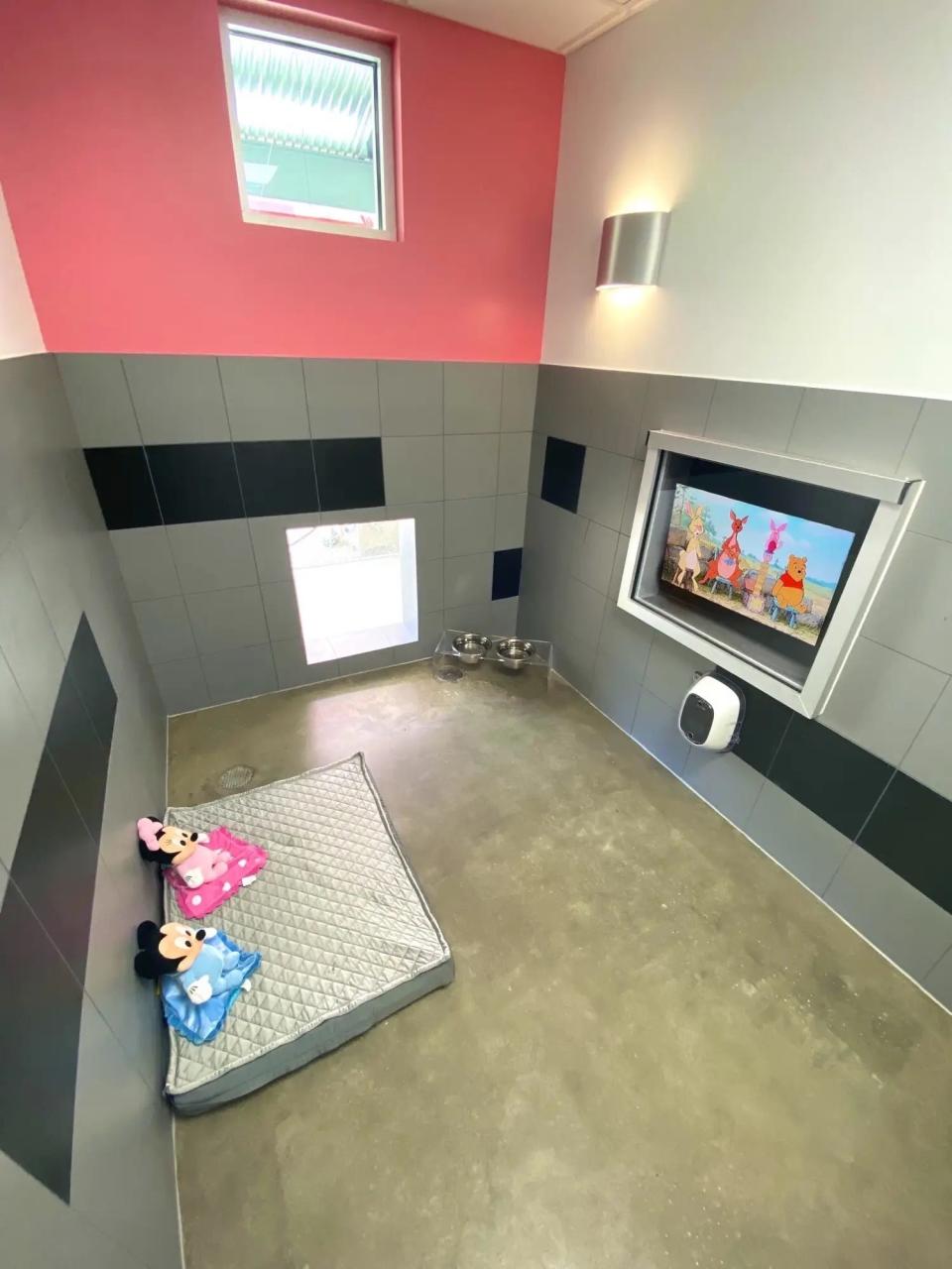 Inside a Luxury Suite where dogs can stay at the Best Friends Pet Hotel.