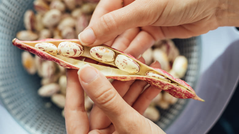 bortolli beans in pod