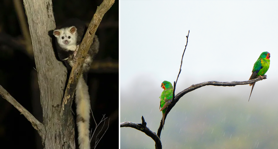 Greater glider (left) and swift parrots (right).