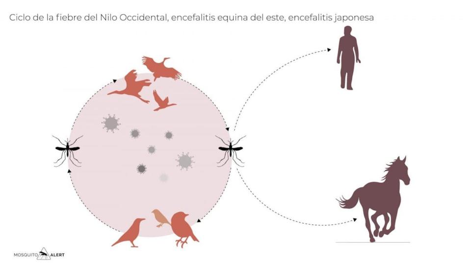 Ciclo del virus de la fiebre del Nilo Occidental. MosquitoAlertt