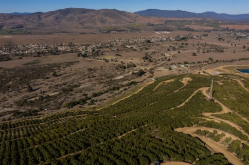 Avocado plantations in La Ligua, Petorca province