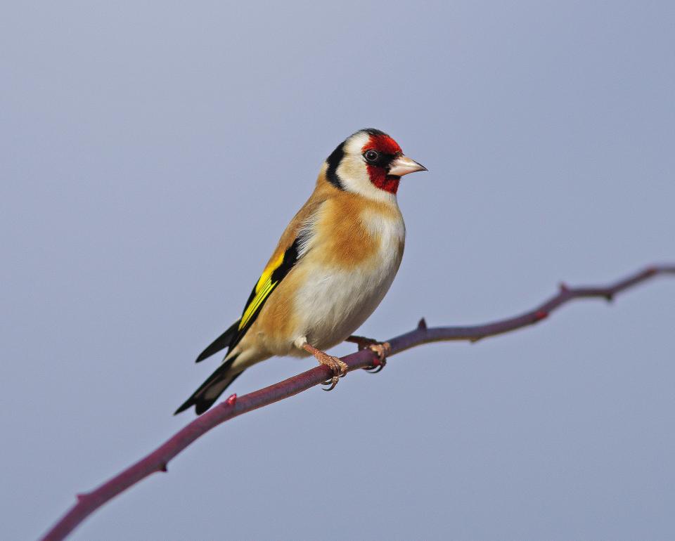 A Goldfinch in Swindon - getty