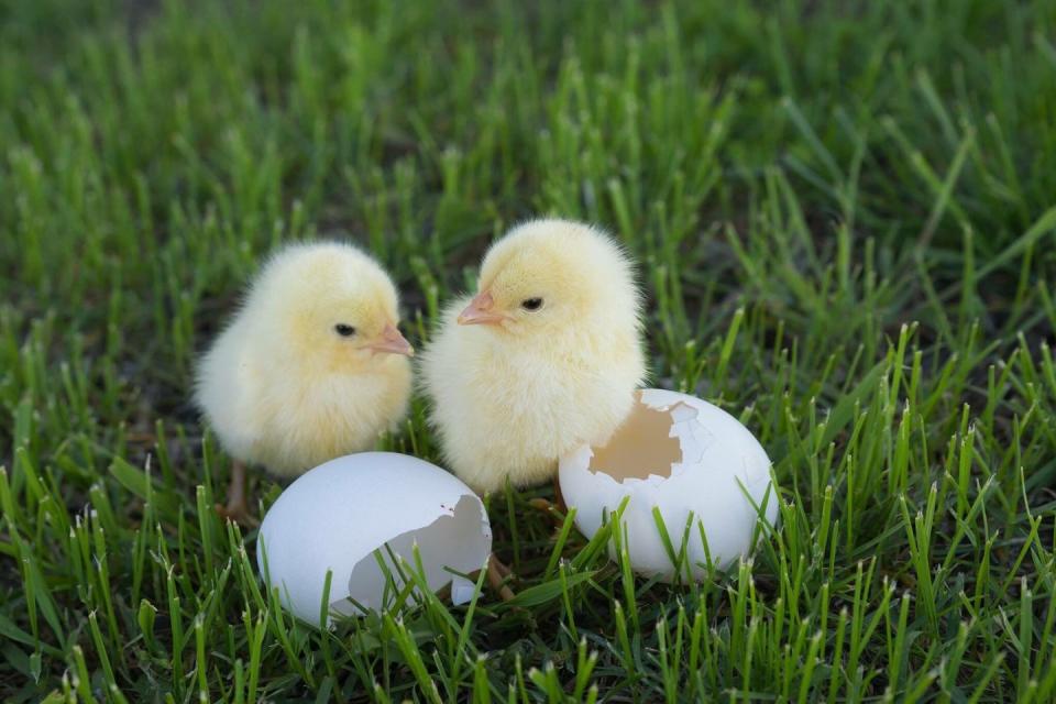 chicks on grassy field