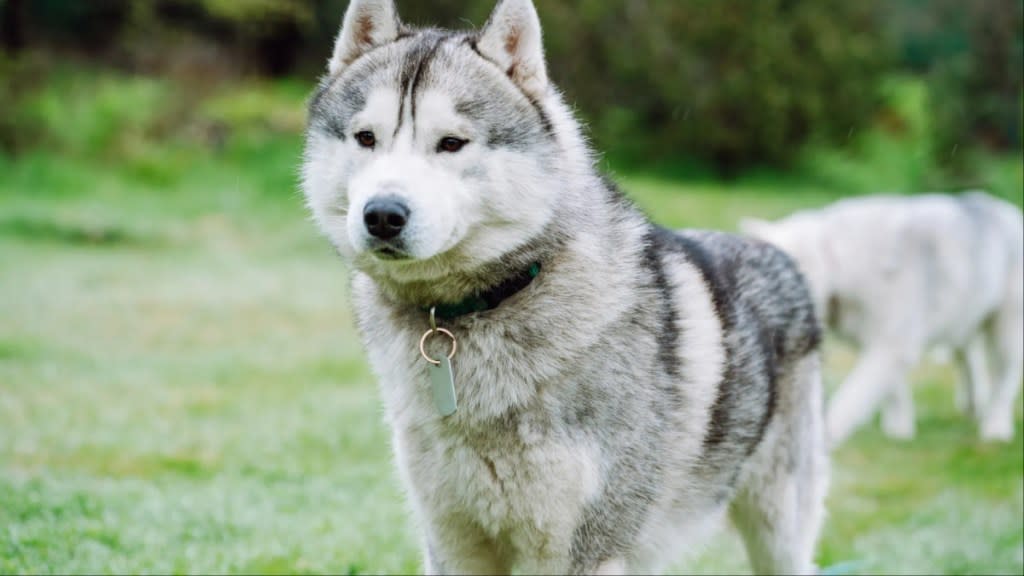 A Husky outdoors.