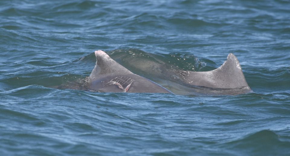 Two humpback dolphins in the water. It&#39;s possible to see their dorsal fins. One has teeth marks on its back beneath its fin.