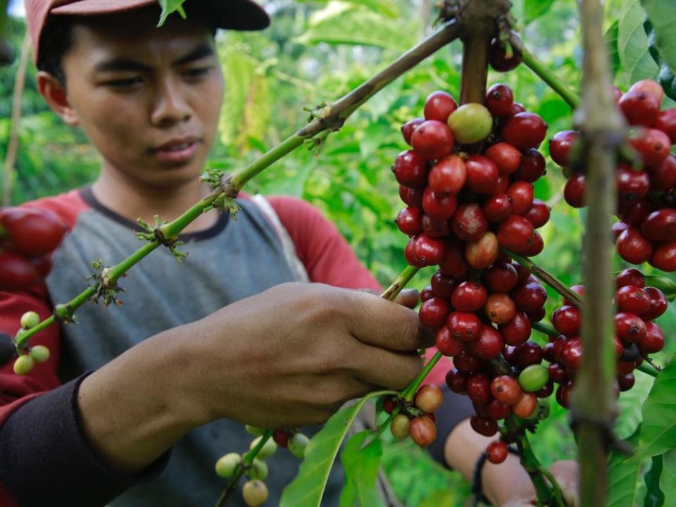  A farmer picking coffee in Indonesia.