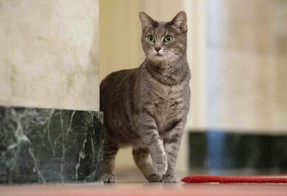 Willow, the Biden family's new pet cat, wanders around the White House on Thursday in Washington, D.C. President Joe Biden and first lady Jill Biden have added Willow, a 2-year-old, green-eyed, gray and white feline from Lawrence County, Pennsylvania, to their pet family.