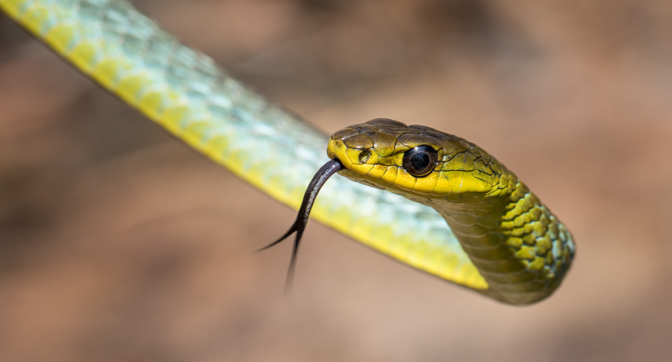 One expert identified the animal as a harmless tree snake. Source: Getty (File)