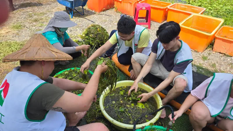 ▲信義志工幫忙清洗水草，為水雉打造生態家園。（圖／資料照片）