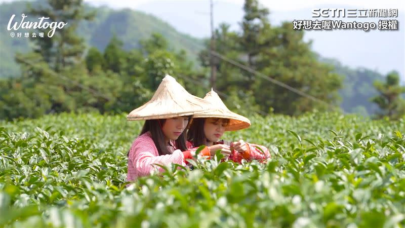 Haven和Tara體驗當一日採茶人。（圖／好想去喔Wantogo 授權）