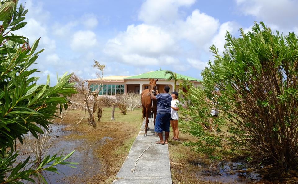 Farmers Shiraz Hopkins (c) and Zifforah ‘Ziffy’ Tyrell inject a horse with antibiotics before feeding it in Barbuda on Sept 11, 2017 in the Caribbean dual-island state of Antigua and Barbuda.