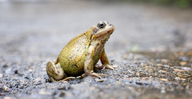 Explaining Goblincore: The Feral Fashion Trend Celebrating Frogs, Goblins,  Dirt and Mud