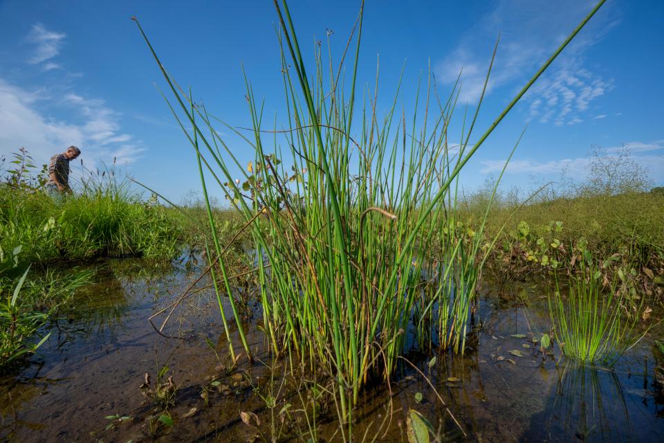 Oneida Nation wetlands project manager Tony Kuchma walks near a soft stem bulrush  August 23 at the headwaters of a tributary Trout Creek on the Oneida Reservation in Oneida.