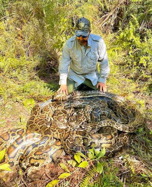 Conservancy of Southwest Florida biologist Ian Bartoszek poses with Burmese pythons that were humanely killed recently. The Conservancy was able to eliminate 11 of the invasive snakes, which were a combined 500 pounds.