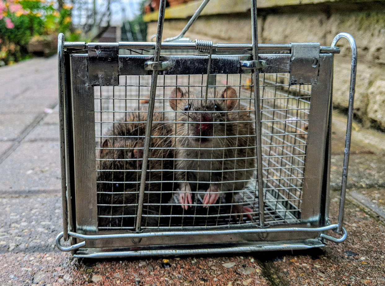 Britain's homes are being invaded by hungry rats (Picture: SWNS)