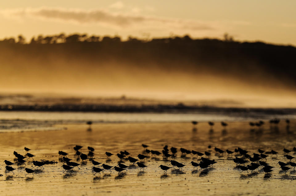 Shorebirds make their way along the beach at sunset, Wednesday, March 11, 2020, in Coronado, Calif. (AP Photo/Gregory Bull)