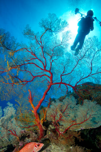 Tubbataha Reefs Natural Park. A World Heritage Site. 97,030 hectare marine park, home to 600 species of fish and 360 species of coral, nesting hawksbill and green sea turtles, and 7 species of seabird. This octocoral is representative of healthy marine life.