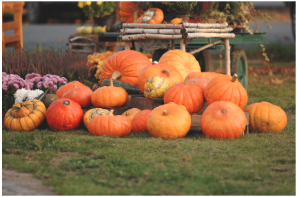 Attend a harvest festival