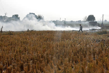 A man burns paddy waste stubble in a field on the outskirts of Chandigarh, India November 8, 2016. REUTERS/Ajay Verma