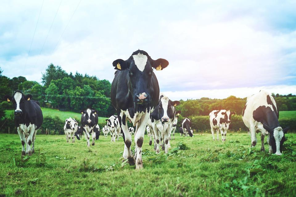 A herd of cattle on a dairy farm.