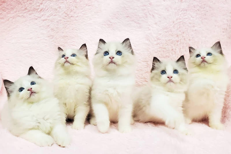 海豹雙色布偶貓，圖片由樂豪寵物貓舍提供