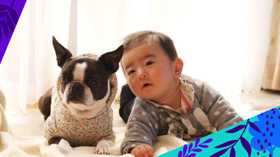 A toddler lies very close to a small dog, to suggest early exposure to pets early help fight development of allergies.