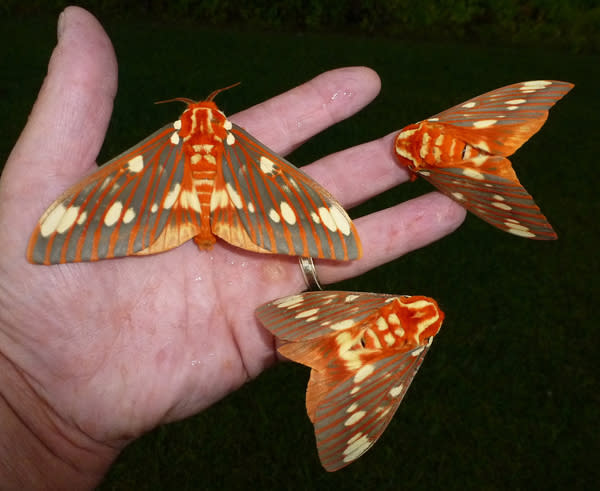 The Royal Walnut Moth can grow to a wingspan of three to more than six inches wide.