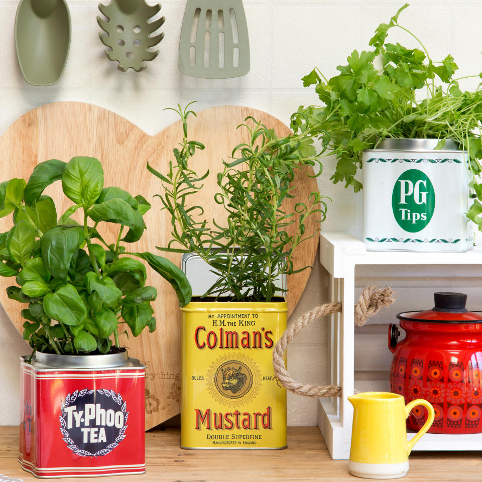 Herbs growing in vintage kitchen tins